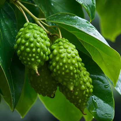 Graviola (Sour Sop) Leaf